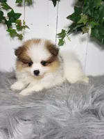 Paige , a female Pomeranian for sale in Sugarcreek, OH – Photo 6 of 6
