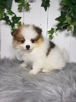 Paige , a female Pomeranian for sale in Sugarcreek, OH – Photo 5 of 6