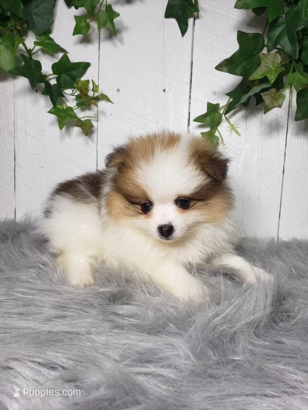 Paige  – Pomeranian puppy for sale in Sugarcreek, OH