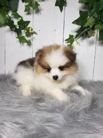 Paige , a female Pomeranian for sale in Sugarcreek, OH – Photo 1 of 6