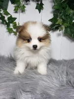 Paige , a female Pomeranian for sale in Sugarcreek, OH – Photo 3 of 6