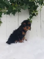 Callie , a female Cavapoo for sale in Sugarcreek, OH – 4 of 7