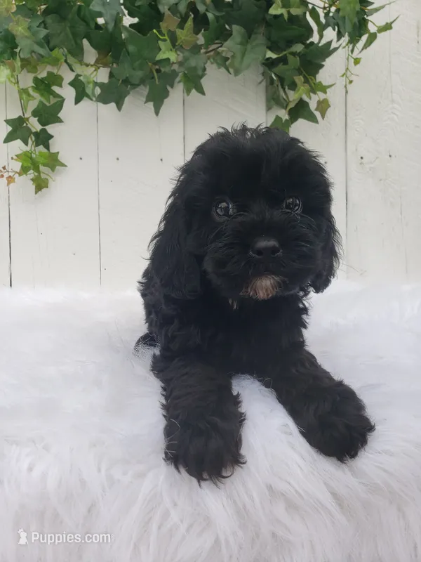 Lucky  – Cavapoo puppy for sale in Sugarcreek, OH