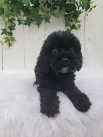 Lucky , a male Cavapoo for sale in Sugarcreek, OH – 1 of 6