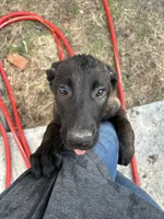 Blue, a male Belgian Malinois for sale in Newport, NC – 1 of 1
