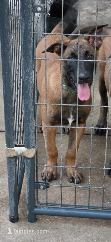 Green – Belgian Malinois puppy for sale in Newport, NC