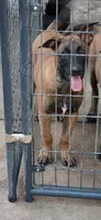 Green, a male Belgian Malinois for sale in Newport, NC – 1 of 1