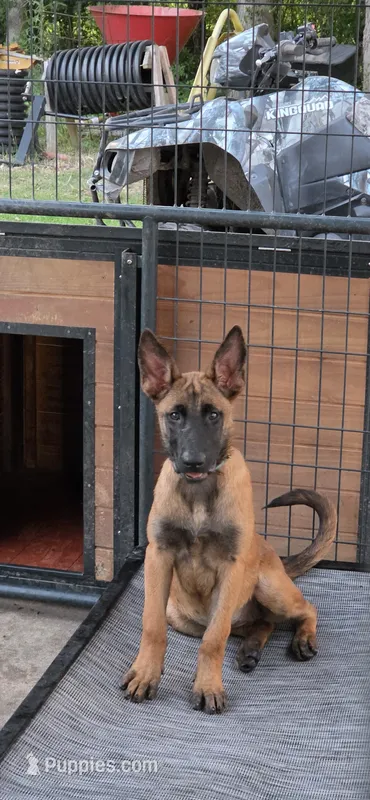 Cyan – Belgian Malinois puppy for sale in Newport, NC