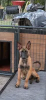 Cyan, a female Belgian Malinois for sale in Newport, NC – 1 of 1
