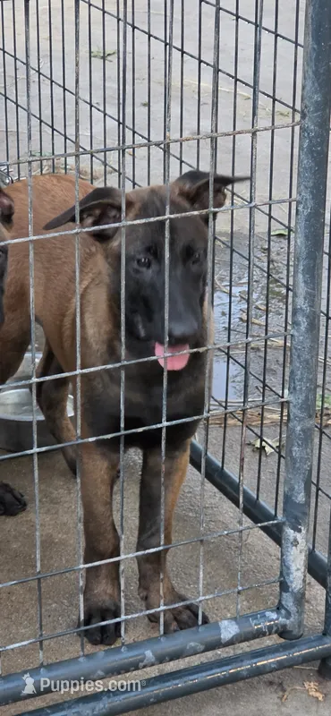Hot Pink – Belgian Malinois puppy for sale in Newport, NC