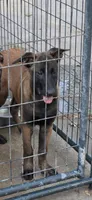 Hot Pink, a female Belgian Malinois for sale in Newport, NC – 1 of 1
