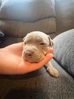 Chips, a male American Pit Bull Terrier for sale in Waltham, MA – 5 of 6