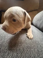 Chips, a male American Pit Bull Terrier for sale in Waltham, MA – 4 of 6