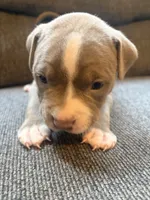 Leo, a male American Pit Bull Terrier for sale in Waltham, MA – 3 of 4
