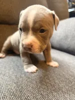 Leo, a male American Pit Bull Terrier for sale in Waltham, MA – 2 of 4