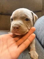 Chips, a male American Pit Bull Terrier for sale in Waltham, MA – 2 of 6