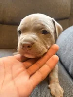 Chips, a male American Pit Bull Terrier for sale in Waltham, MA – 3 of 6