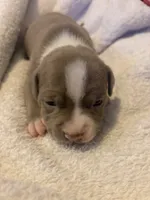 Leo, a male American Pit Bull Terrier for sale in Waltham, MA – 1 of 4