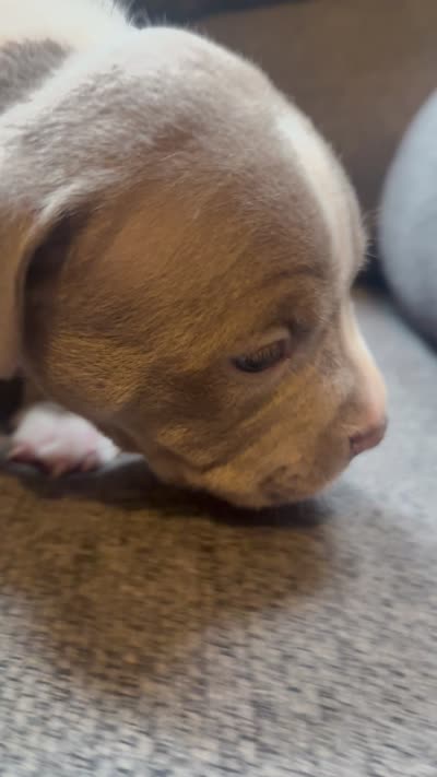Leo, a male American Pit Bull Terrier for sale in Waltham, MA – 4 of 4
