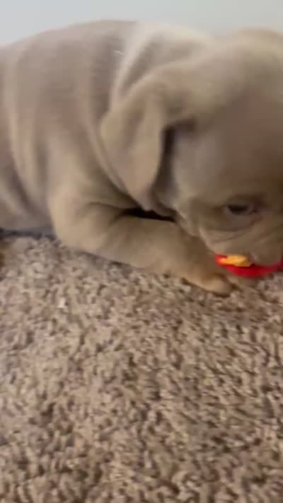 Chips, a male American Pit Bull Terrier for sale in Waltham, MA – 6 of 6