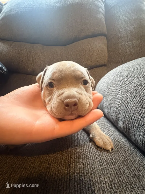Chips – American Pit Bull Terrier puppy for sale in Waltham, MA