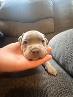 Chips, a male American Pit Bull Terrier for sale in Waltham, MA – 1 of 6