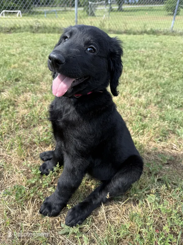 Hot Pink – Goldendoodle puppy for sale in Wellston, OK