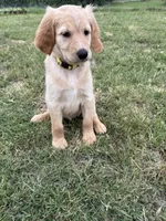 Yellow, a female Goldendoodle for sale in Wellston, OK – 5 of 5