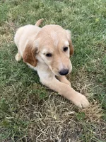 Yellow, a female Goldendoodle for sale in Wellston, OK – 4 of 5