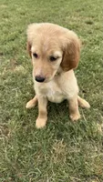 Yellow, a female Goldendoodle for sale in Wellston, OK – 3 of 5