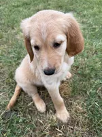 Yellow, a female Goldendoodle for sale in Wellston, OK – 2 of 5