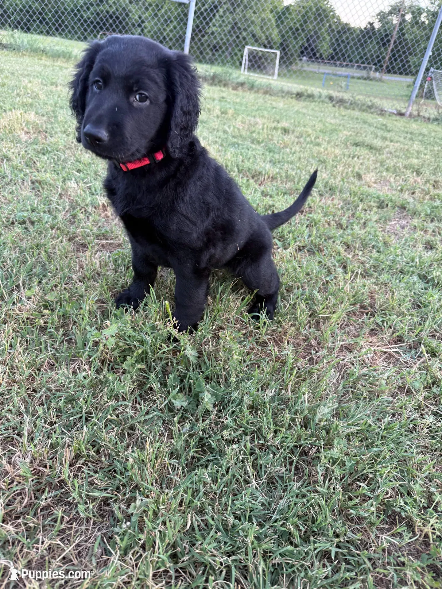 Hot Pink, a female Goldendoodle for sale in Wellston, OK – 3 of 6