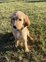 Yellow, a female Goldendoodle for sale in Wellston, OK – 1 of 5
