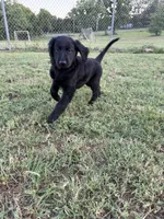 Hot Pink, a female Goldendoodle for sale in Wellston, OK – 4 of 6