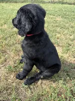 Hot Pink, a female Goldendoodle for sale in Wellston, OK – 2 of 6