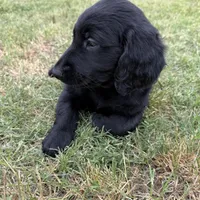 Hot Pink, a female Goldendoodle for sale in Wellston, OK – 6 of 6