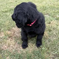 Hot Pink, a female Goldendoodle for sale in Wellston, OK – 5 of 6