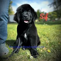 Sif, a female Newfoundland for sale in Cortez, CO – Photo 7 of 9