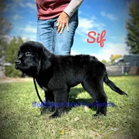 Sif, a female Newfoundland for sale in Cortez, CO – Photo 4 of 9