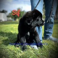 Sif, a female Newfoundland for sale in Cortez, CO – Photo 8 of 9