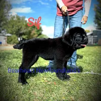 Sif, a female Newfoundland for sale in Cortez, CO – Photo 3 of 9