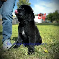 Sif, a female Newfoundland for sale in Cortez, CO – Photo 5 of 9