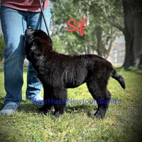 Sif, a female Newfoundland for sale in Cortez, CO – Photo 9 of 9