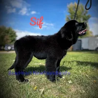 Sif, a female Newfoundland for sale in Cortez, CO – Photo 2 of 9