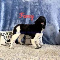 Fancy, a female Newfoundland for sale in Cortez, CO – Photo 5 of 9