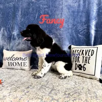 Fancy, a female Newfoundland for sale in Cortez, CO – Photo 4 of 9