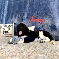 Fancy, a female Newfoundland for sale in Cortez, CO – Photo 2 of 9