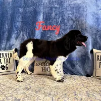 Fancy, a female Newfoundland for sale in Cortez, CO – Photo 7 of 9