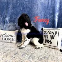 Fancy, a female Newfoundland for sale in Cortez, CO – Photo 1 of 9