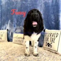 Fancy, a female Newfoundland for sale in Cortez, CO – Photo 3 of 9